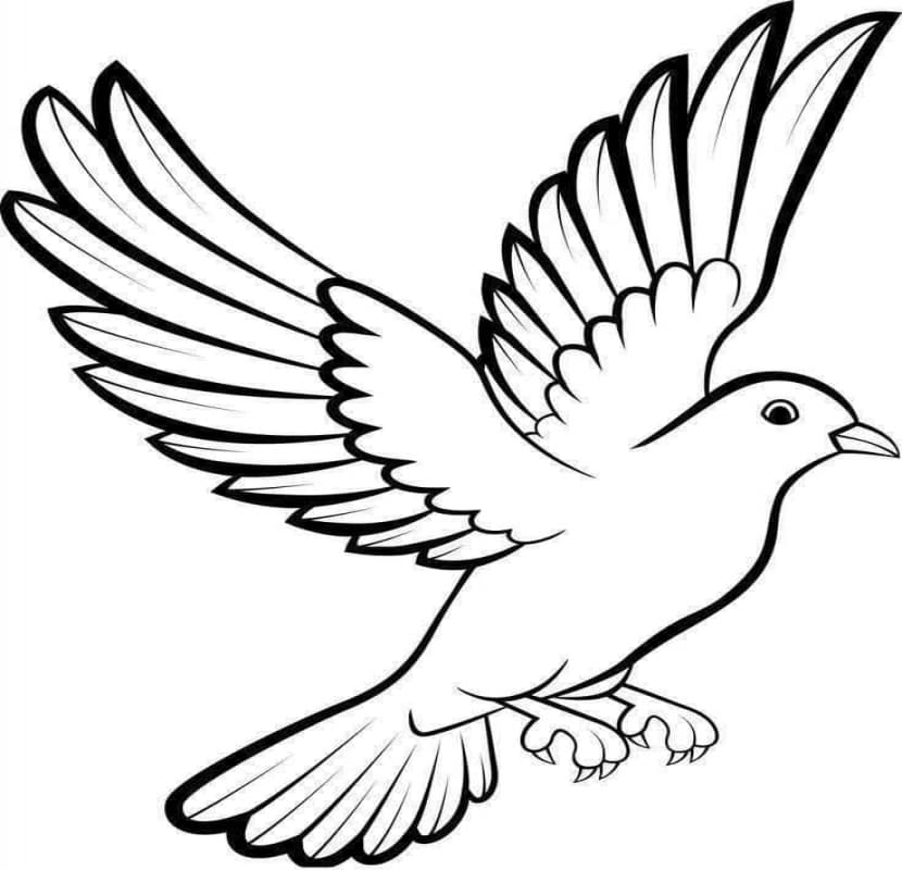 کبوتر